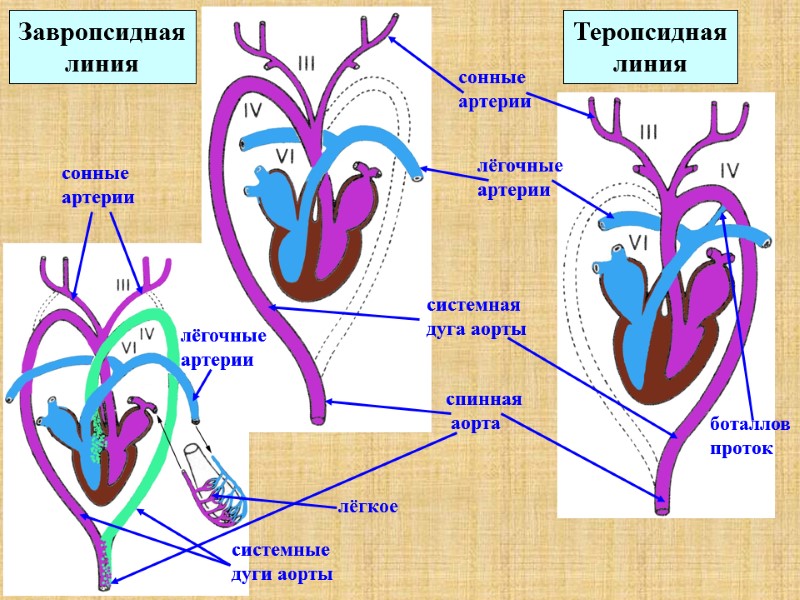 Завропсидная линия Теропсидная линия сонные артерии лёгочные артерии системная дуга аорты спинная  аорта